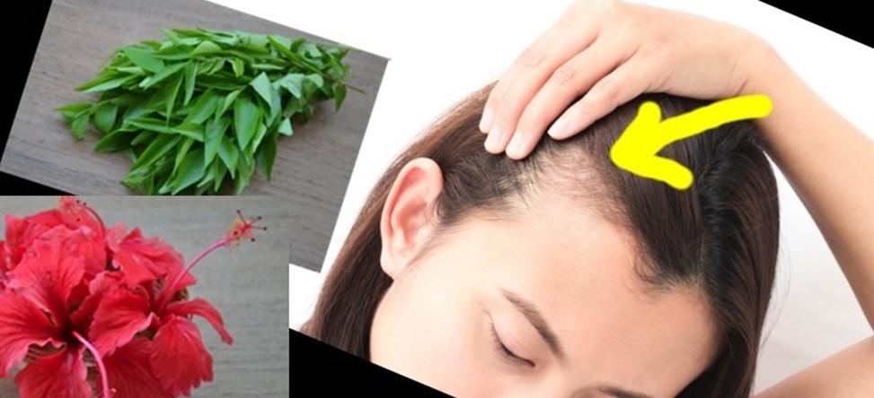 گیاه هیبیسکوس در درمان ریزش مو